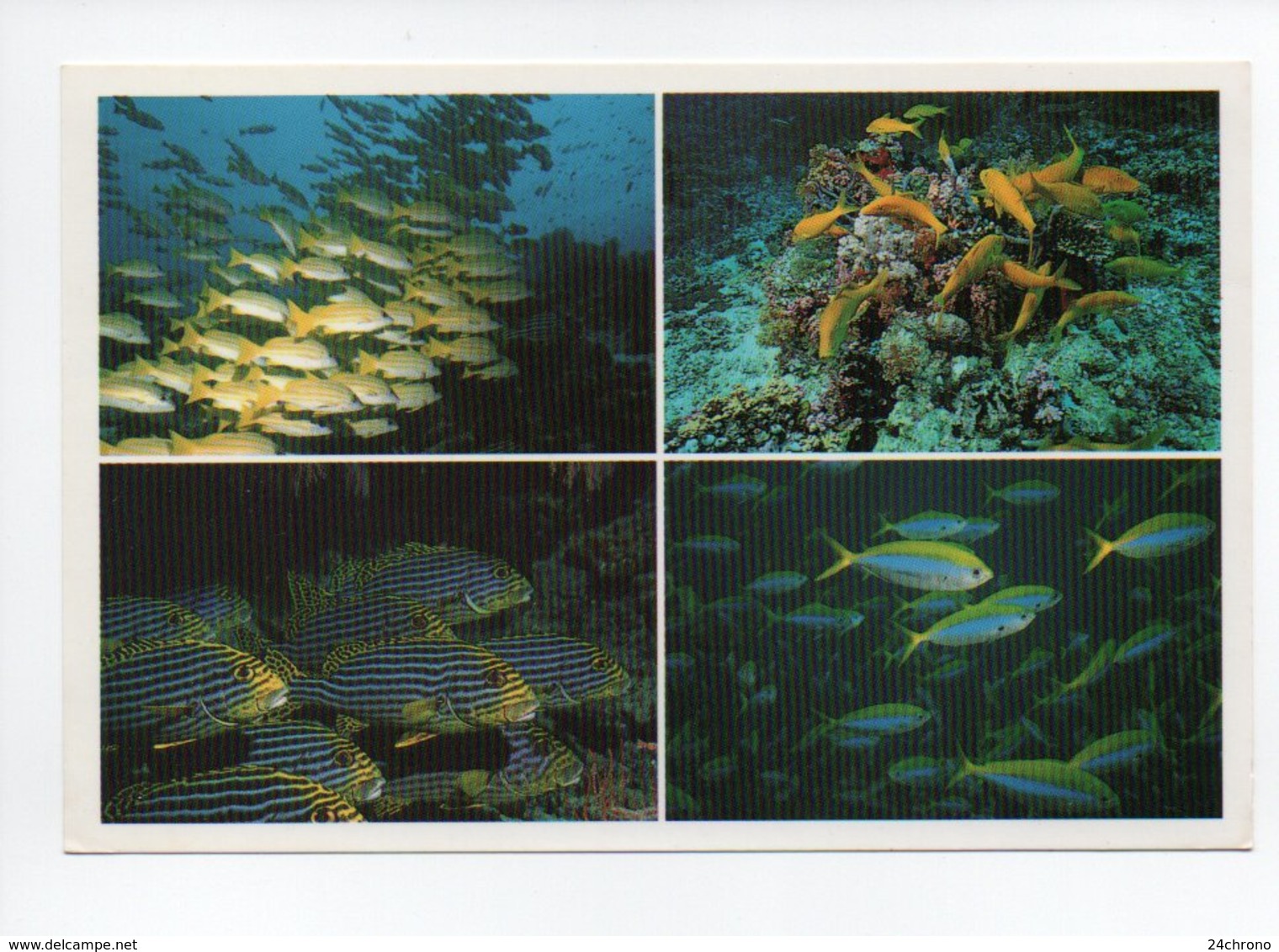 Maldives: Poisson Bluestripe Snapper, Yellow Goatfish, Oriental Sweetlips, Yellowfin Fusilier (18-1761) - Maldiven