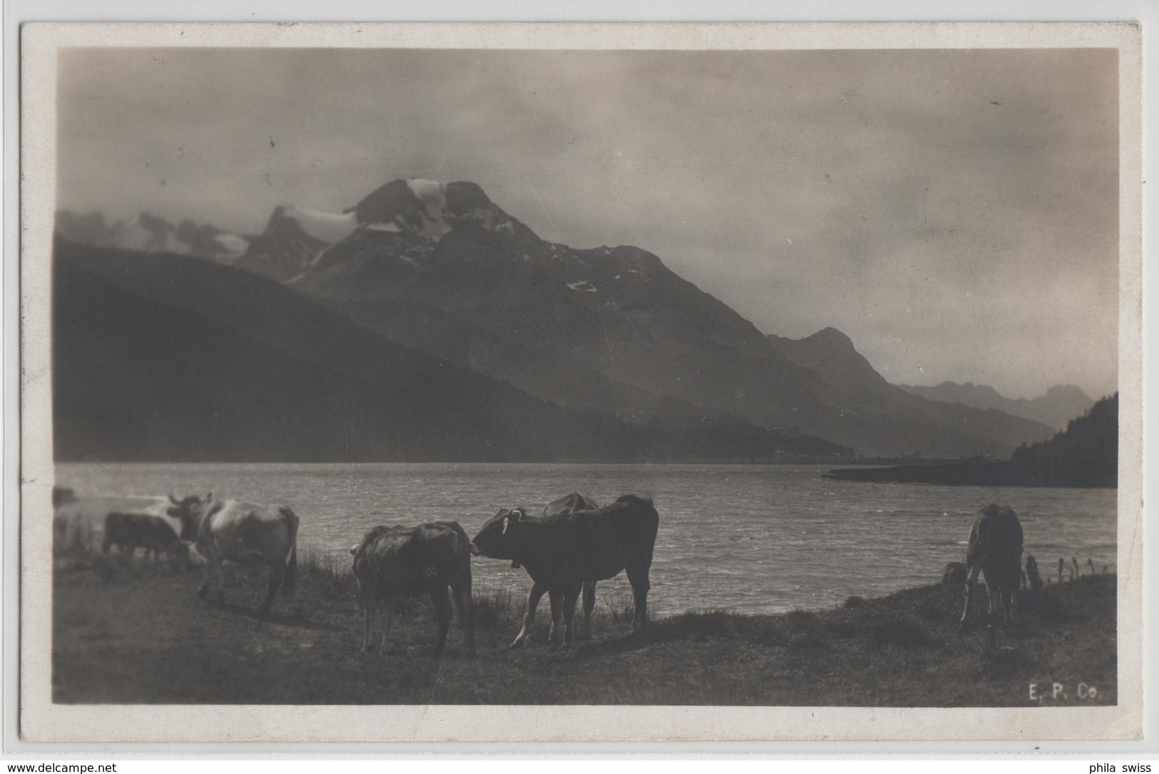 Am Silvaplanersee - Blick Auf Sils Und Piz Margna - Kuhherde Vaches - Photo: Engadin Press - Sils Im Engadin/Segl