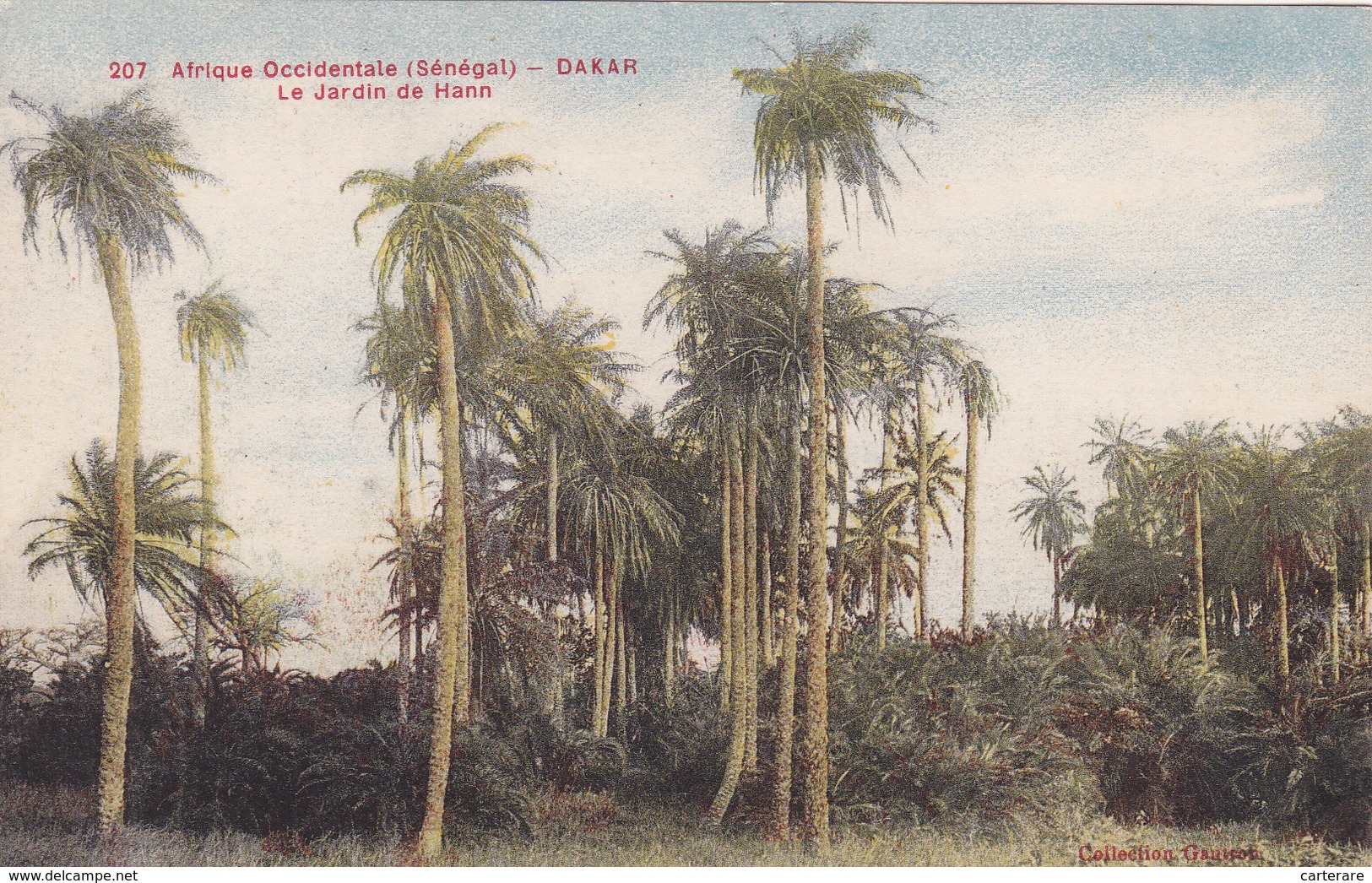 AOF,AFRIQUE,Sénégal,colonie,DAKAR,NDAKAROU,prés Mauritanie,mali,guinée,gambie,1916,JARDIN DE HANN,plantation,arbre - Sénégal