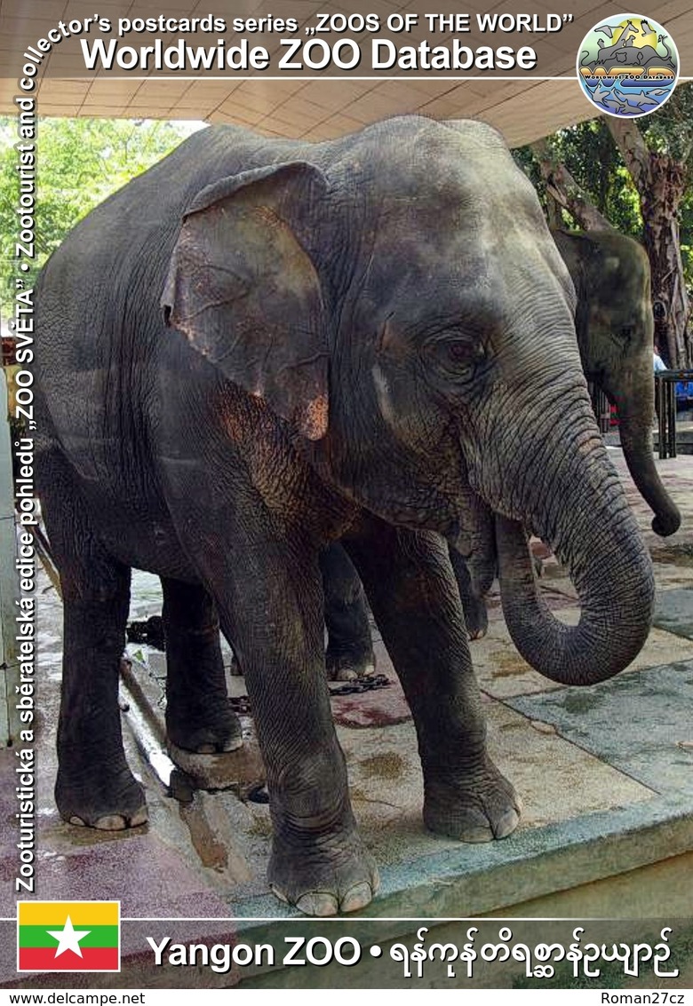 115 Yangon ZOO, MM - Asian Elephant (Elephas Maximus) - Myanmar (Burma)