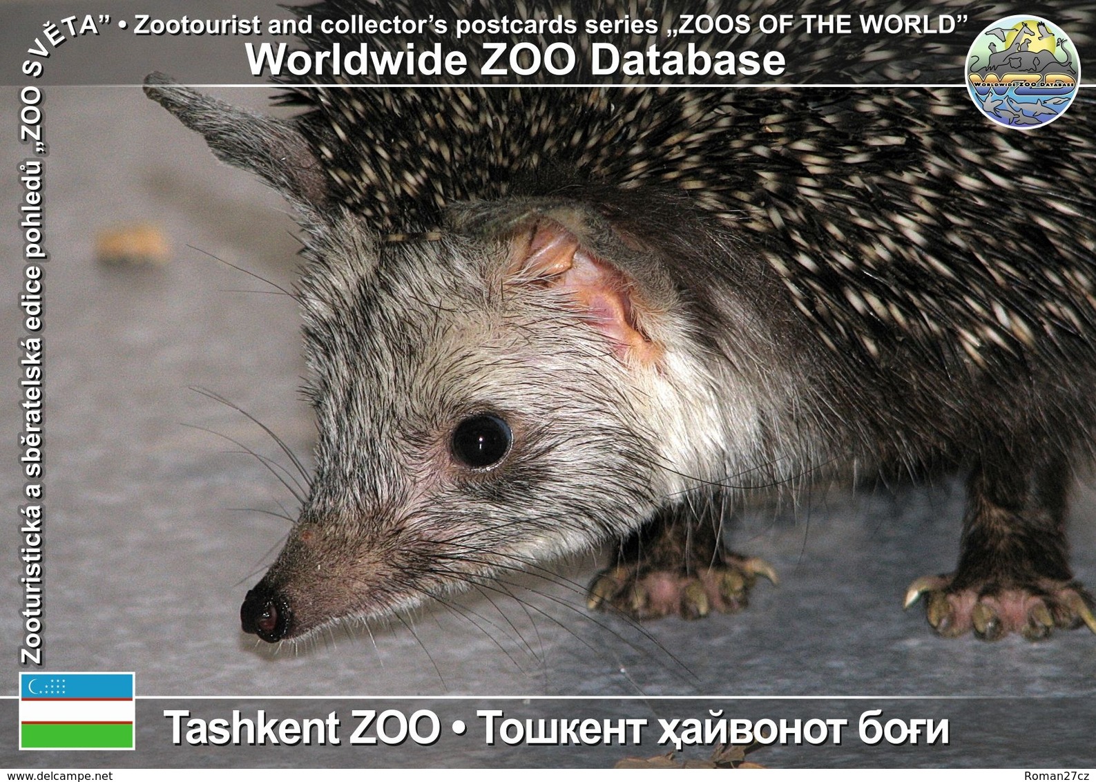 196 Tashkent ZOO, UZ - Brandt's Hedgehog (Hemiechinus Hypomelas) - Uzbekistan