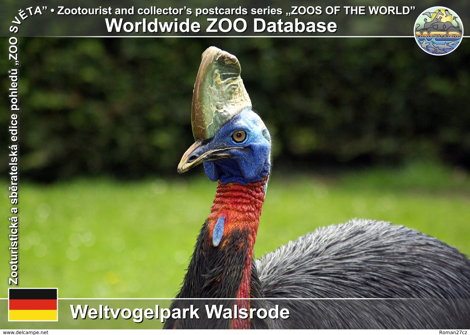 222 Weltvogelpark Walsrode, DE - Northern Cassowary (Casuarius Unappendiculatus) - Walsrode