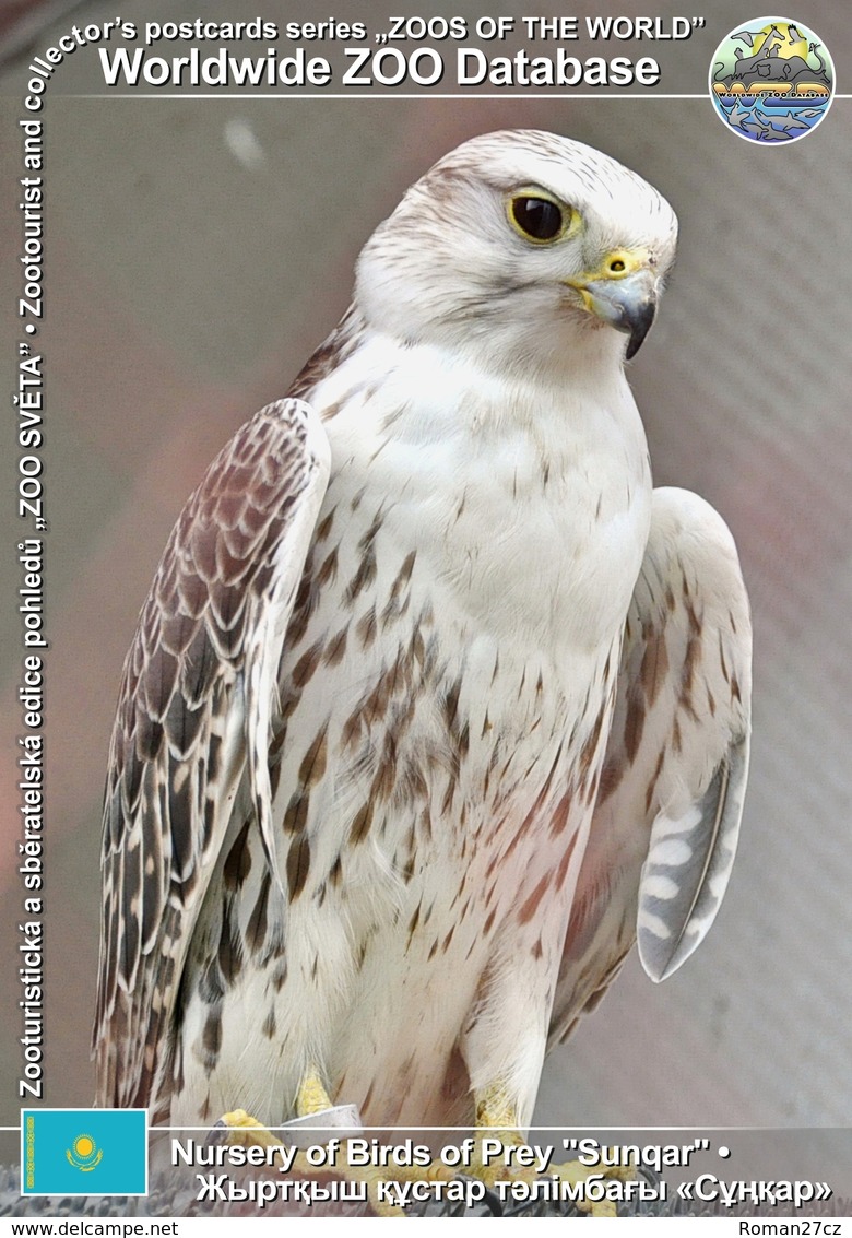 253 Nursery Of Birds Of Prey "Sunqar", KZ - Turkestan Saker (Falco Cherrug Coatsi) - Kasachstan