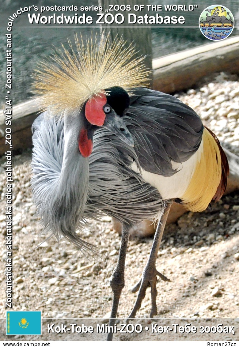 254 Kok-Tobe Mini-ZOO, KZ - Grey Crowned-crane (Balearica Regulorum) - Kazakistan