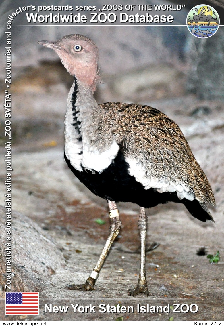 269 New York Staten Island ZOO, US - Buff-crested Bustard (Lophotis Gindiana) - Staten Island