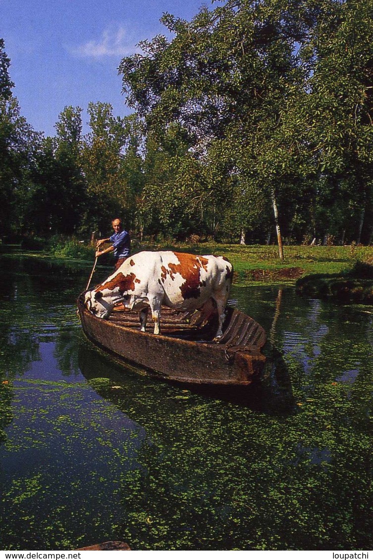 MARAIS POITEVIN TRANSPORT DE VACHES EN BARQUE - Autres & Non Classés