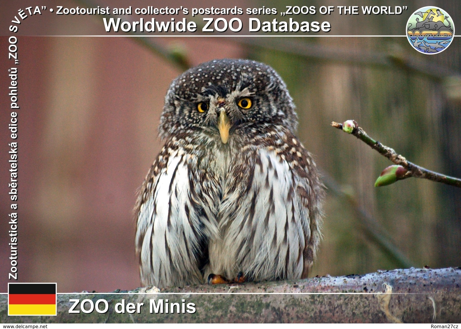 353 ZOO Der Minis, DE - Eurasian Pygmy-owl (Glaucidium Passerinum) - Aue