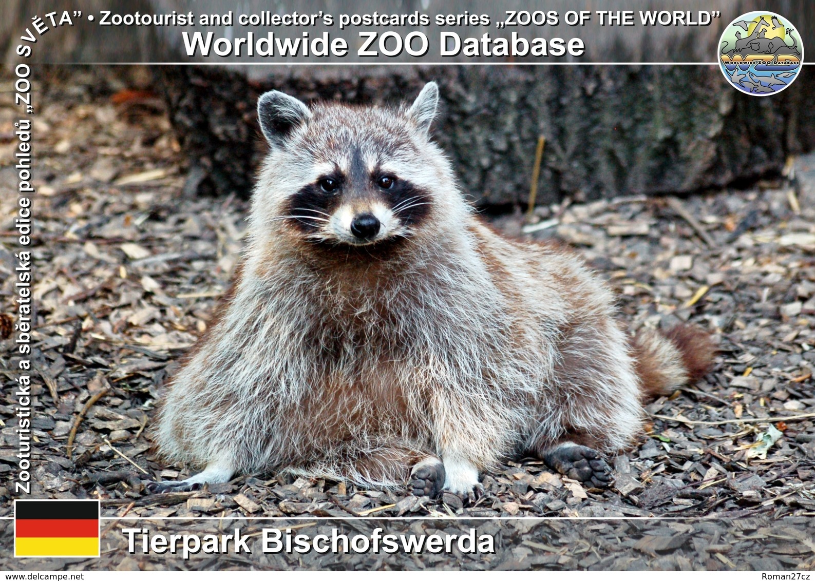 356 Tierpark Bischofswerda, DE - Northern Raccoon (Procyon Lotor) - Bischofswerda