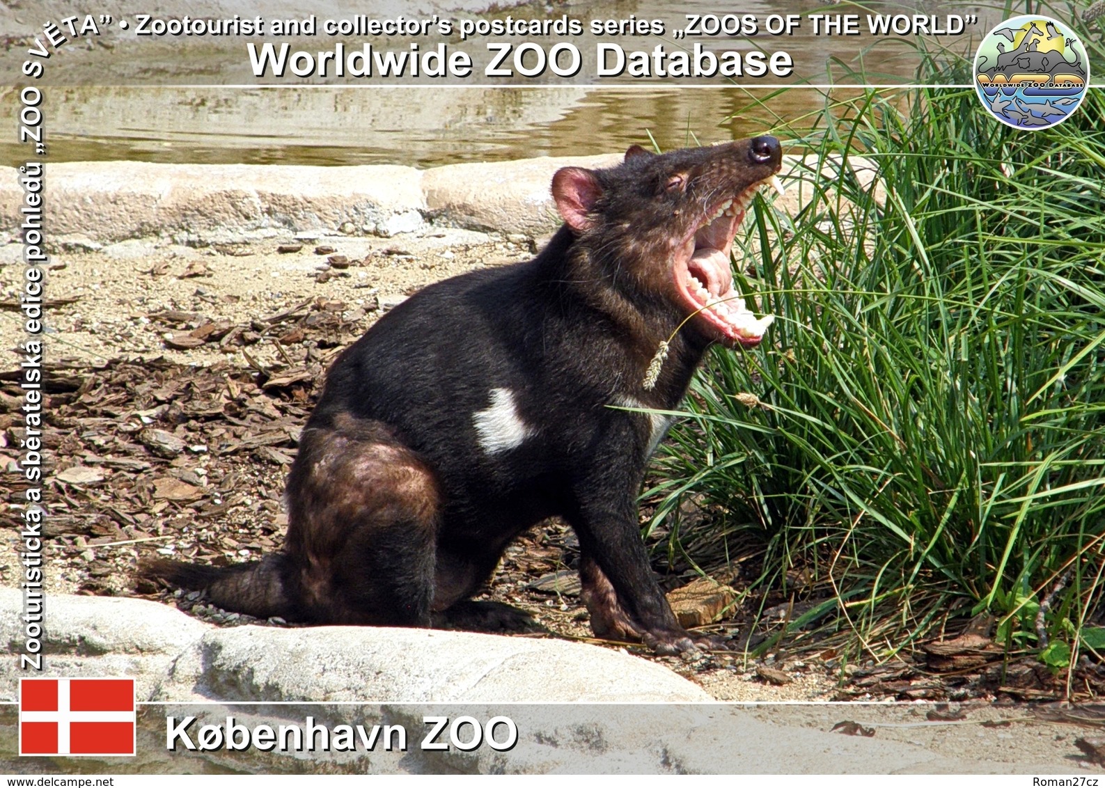 364 Kobenhavn ZOO, DK - Tasmanian Devil (Sarcophilus Harrisii) - Danemark