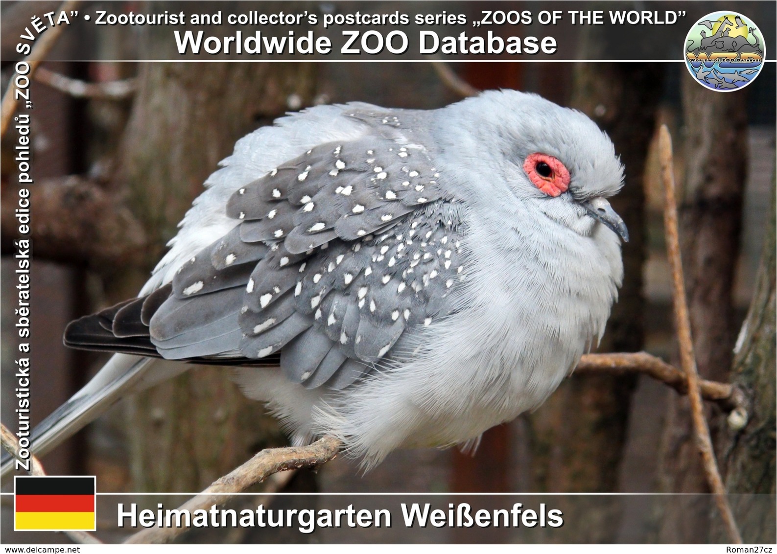 401 Heimatnaturgarten Weissenfels, DE - Diamond Dove (Geopelia Cuneata) - Weissenfels
