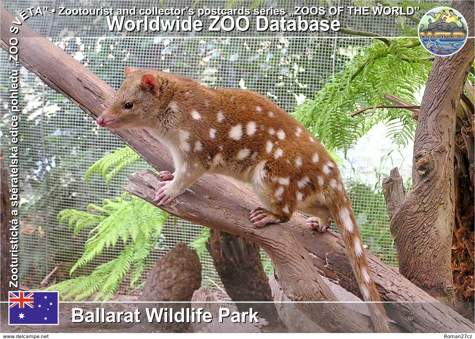 440 Ballarat Wildlife Park, AU - Spotted-tailed Quoll (Dasyurus Maculatus) - Ballarat