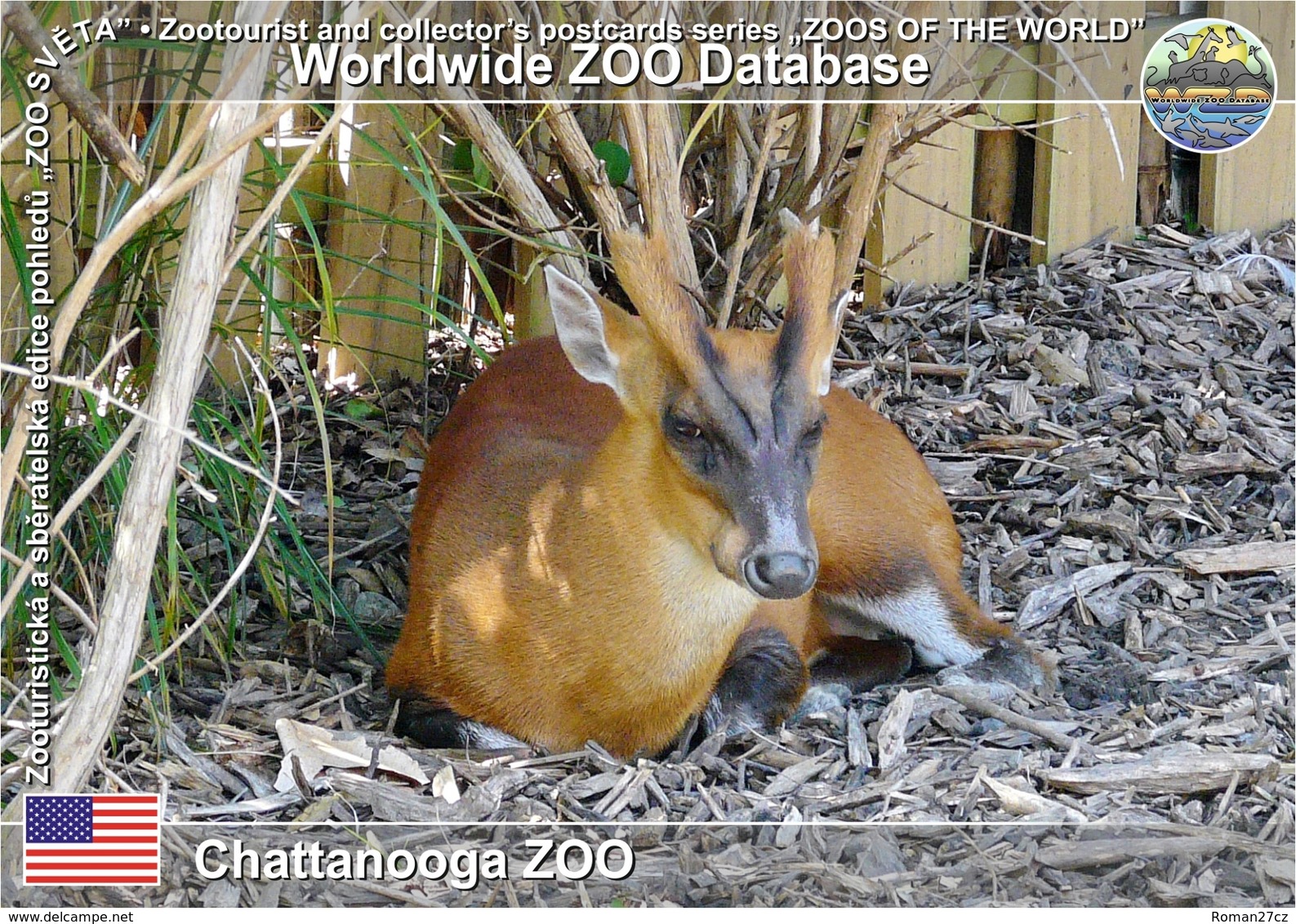 448 Chattanooga ZOO, US - Northern Red Muntjac (Muntiacus Vaginalis) - Chattanooga