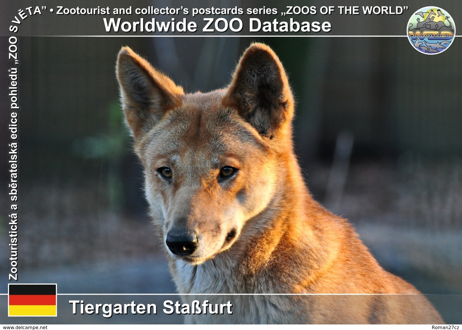 472 Tiergarten Stassfurt, DE - Dingo (Canis Lupus Dingo) - Stassfurt