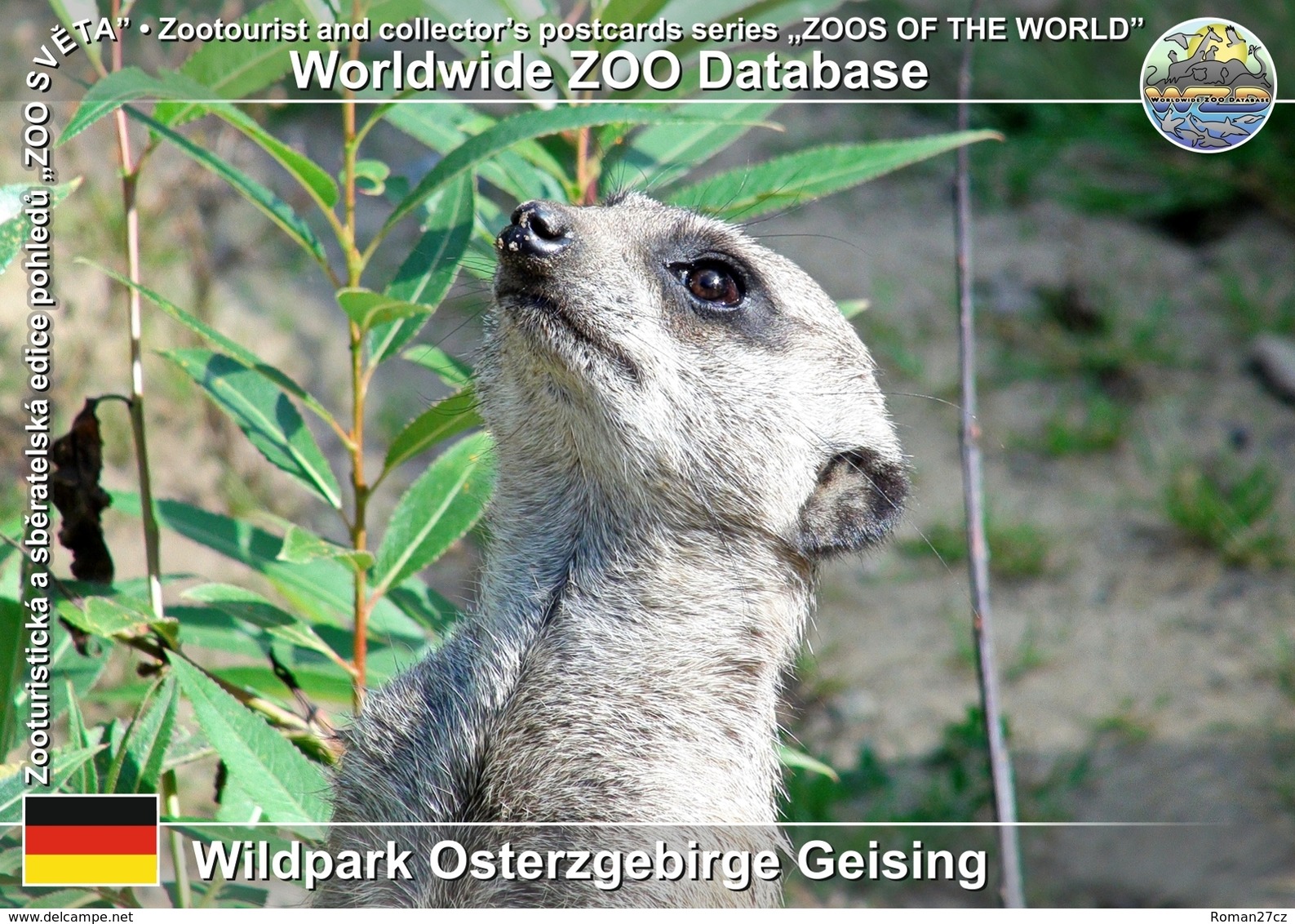 476 Wildpark Osterzgebirge Geising, DE - Meerkat (Suricata Suricatta) - Geising