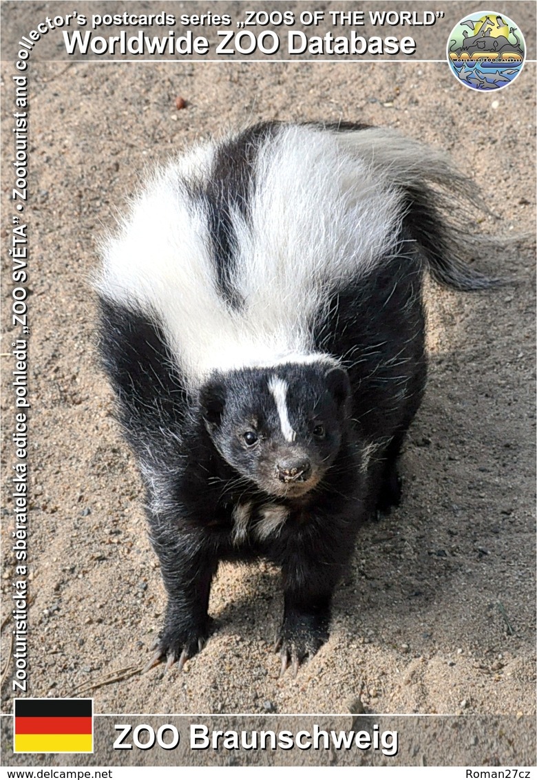 507 ZOO Braunschweig, DE - Striped Skunk (Mephitis Mephitis) - Braunschweig