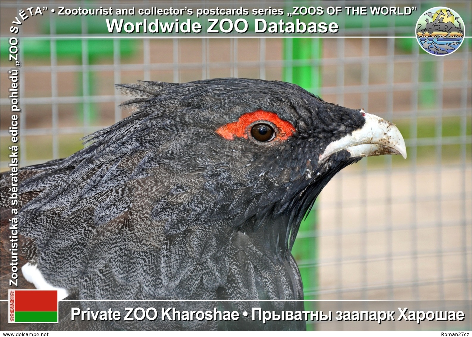 517 Private ZOO Kharoshae, BY - Western Capercaillie (Tetrao Urogallus) - Belarus