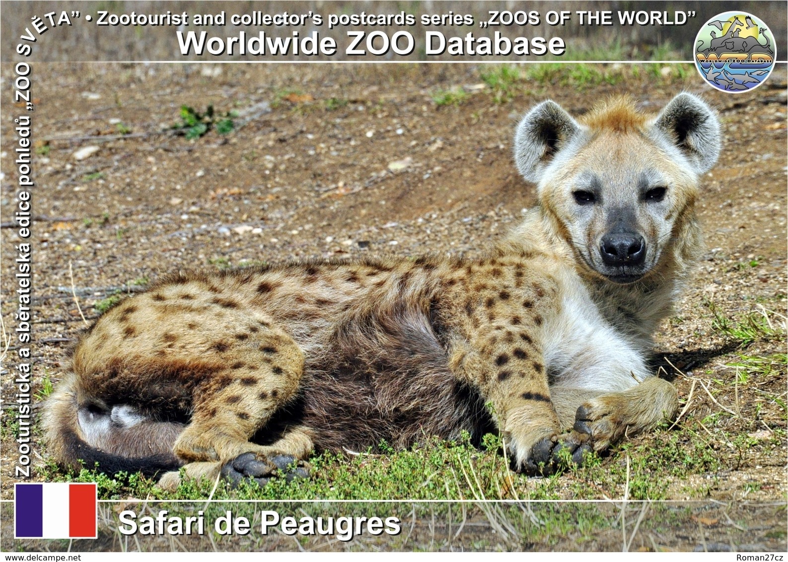 532 Safari De Peaugres, FR - Spotted Hyena (Crocuta Crocuta) - Autres & Non Classés