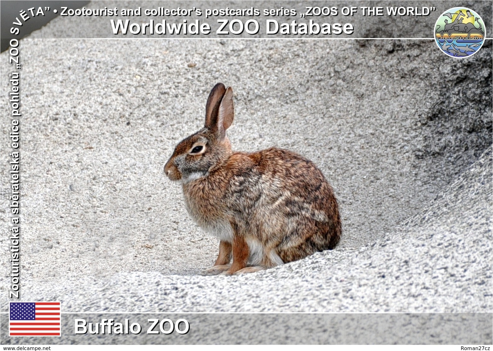 559 Buffalo ZOO, US - Audubon's Cottontail (Sylvilagus Audubonii) - Buffalo
