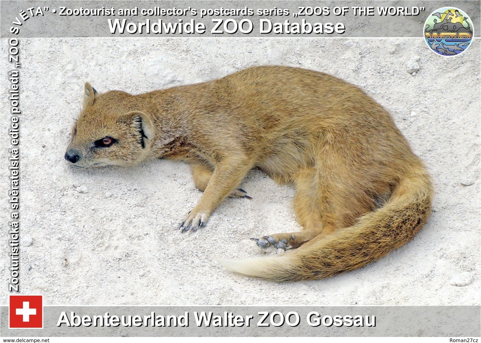 597 Abenteuerland Walter ZOO Gossau, CH - Yellow Mongoose (Cynictis Penicillata) - Gossau