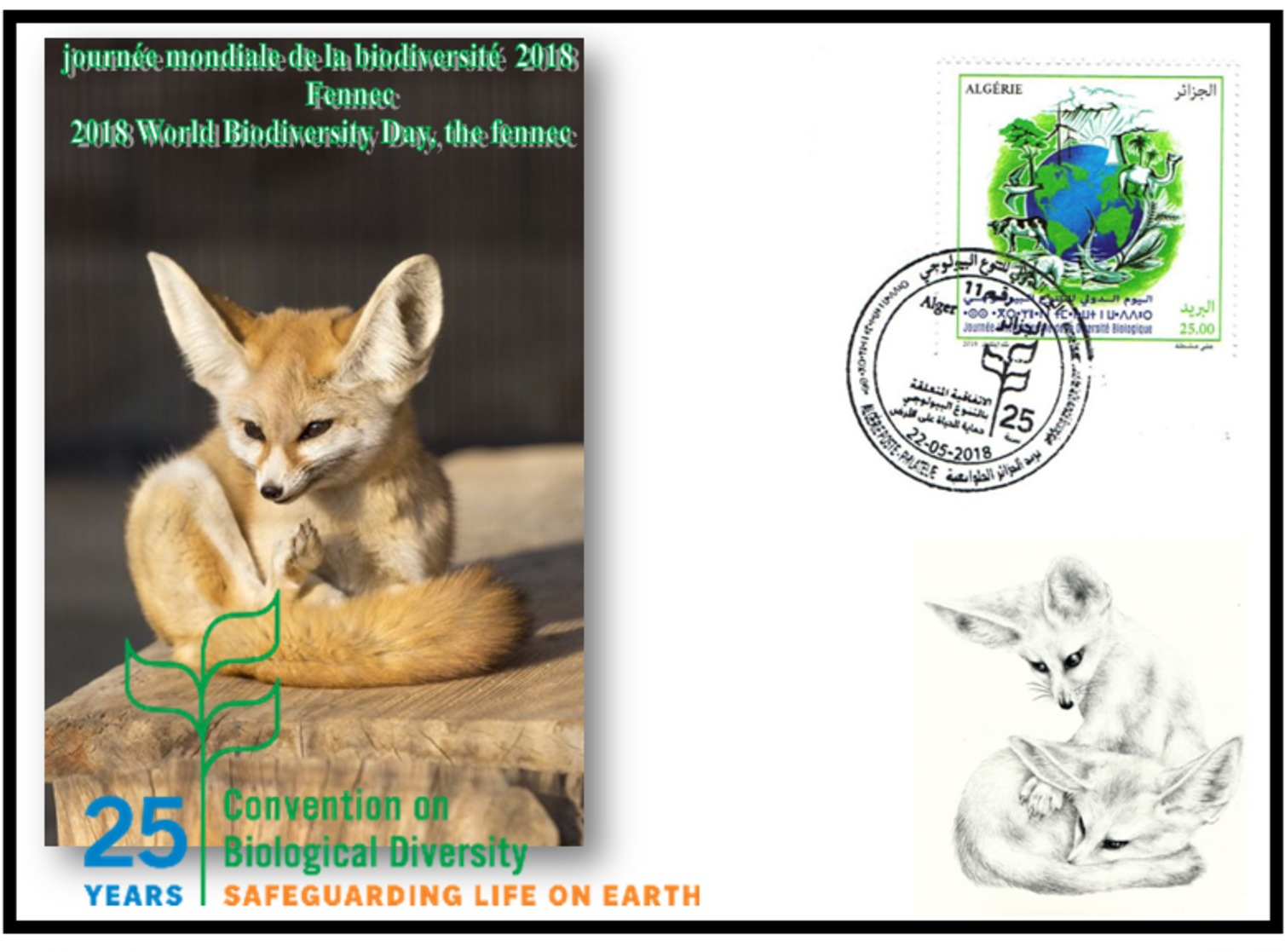 FDC-ALGERIA 2018 -the Fennec- Biodiversity Environment Biodiversität Biodiversité Biodiversidad - Félins