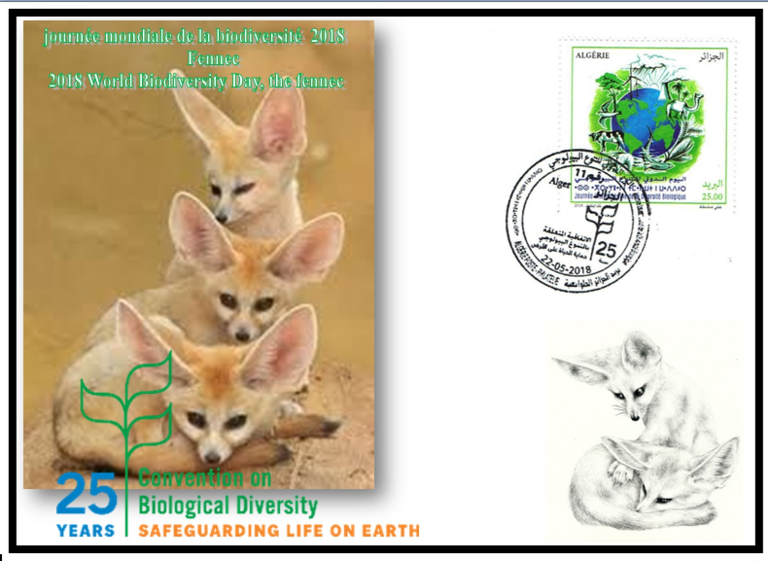 FDC-ALGERIA 2018 -the Fennec- Biodiversity Environment Biodiversität Biodiversité Biodiversidad - Félins