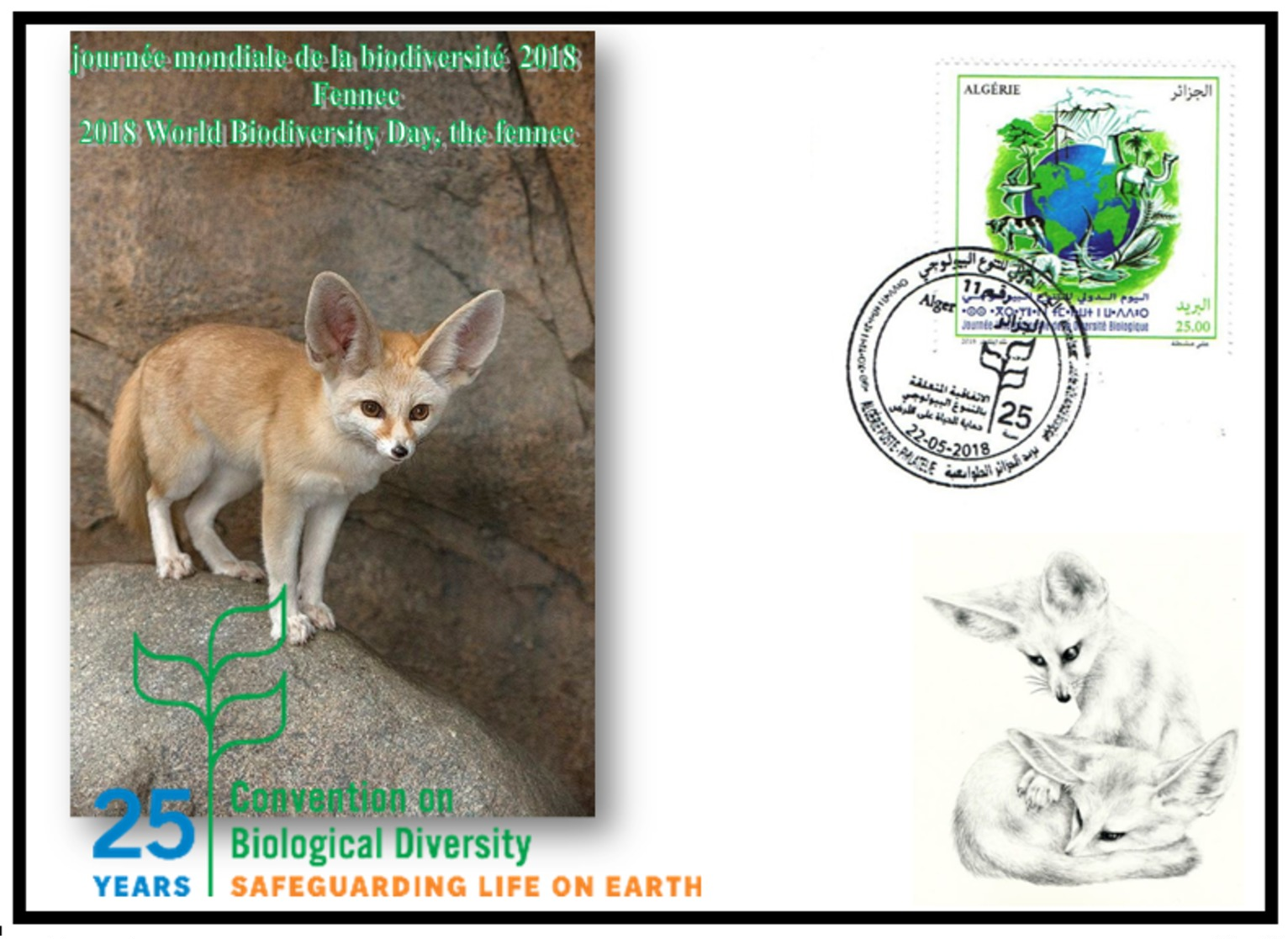 FDC-ALGERIA 2018 -the Fennec- Biodiversity Environment Biodiversität Biodiversité Biodiversidad - Felini