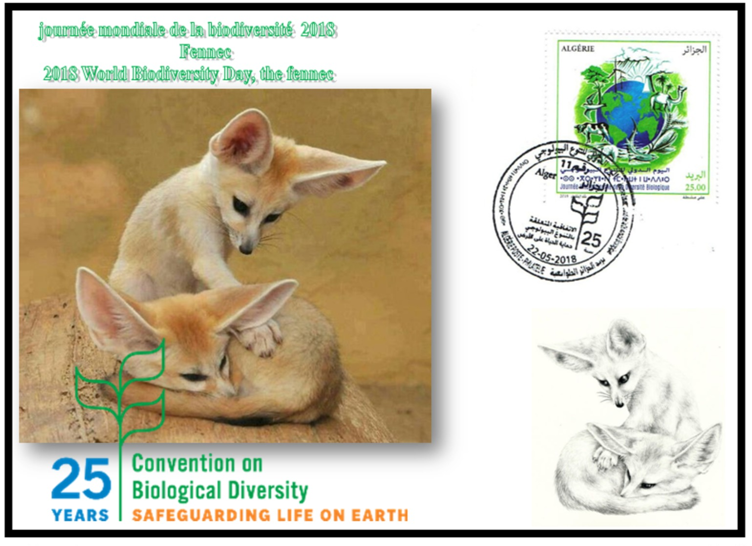 FDC-ALGERIA 2018 -the Fennec- Biodiversity Environment Biodiversität Biodiversité Biodiversidad - Félins