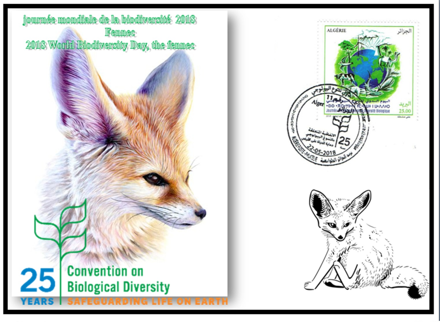 FDC-ALGERIA 2018 -the Fennec- Biodiversity Environment Biodiversität Biodiversité Biodiversidad - Félins