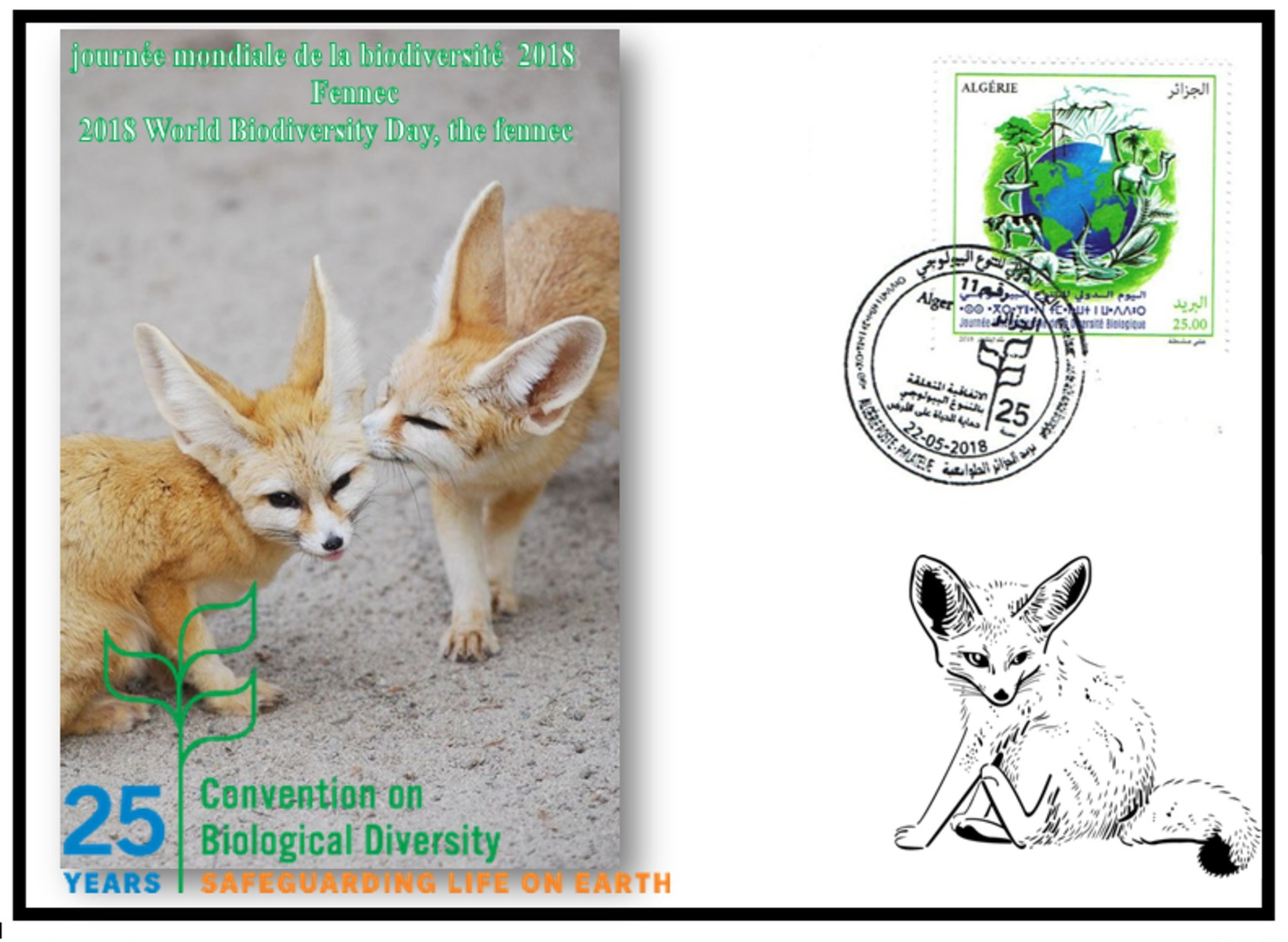 FDC-ALGERIA 2018 -the Fennec- Biodiversity Environment Biodiversität Biodiversité Biodiversidad - Big Cats (cats Of Prey)