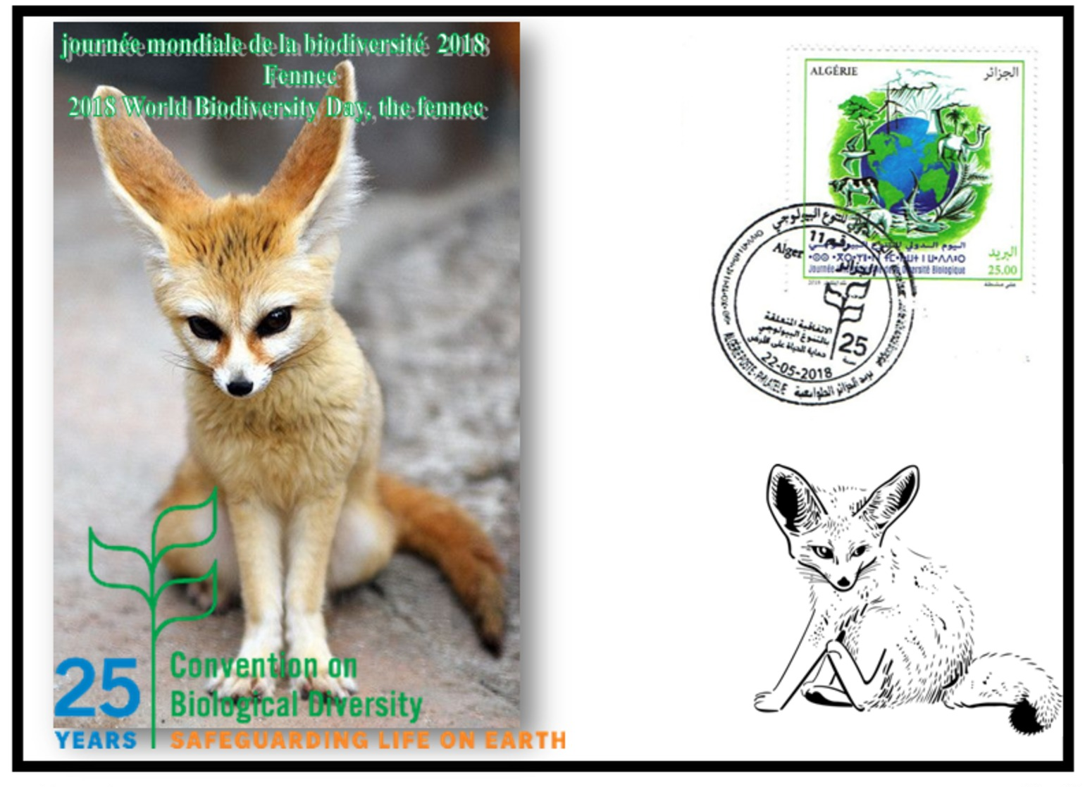 FDC-ALGERIA 2018 -the Fennec- Biodiversity Environment Biodiversität Biodiversité Biodiversidad - Félins