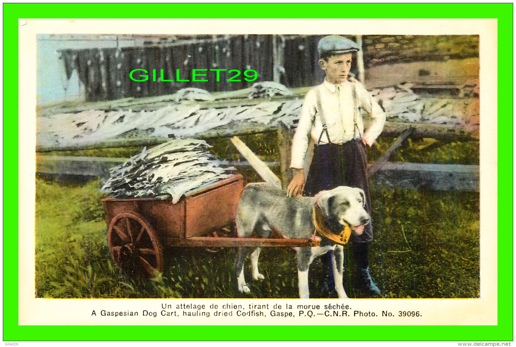 AGRICULTURE, ATTELAGES DE CHIEN - UN ATTELAGE DE CHIEN, TIRANT DE LA MORUE SÉCHÉE, GASPÉ QUÉBEC,  PECO - - Attelages