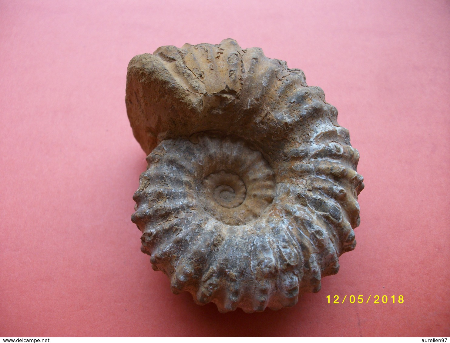 Amonite Longueur 9 Largeur 8cms - Fossili