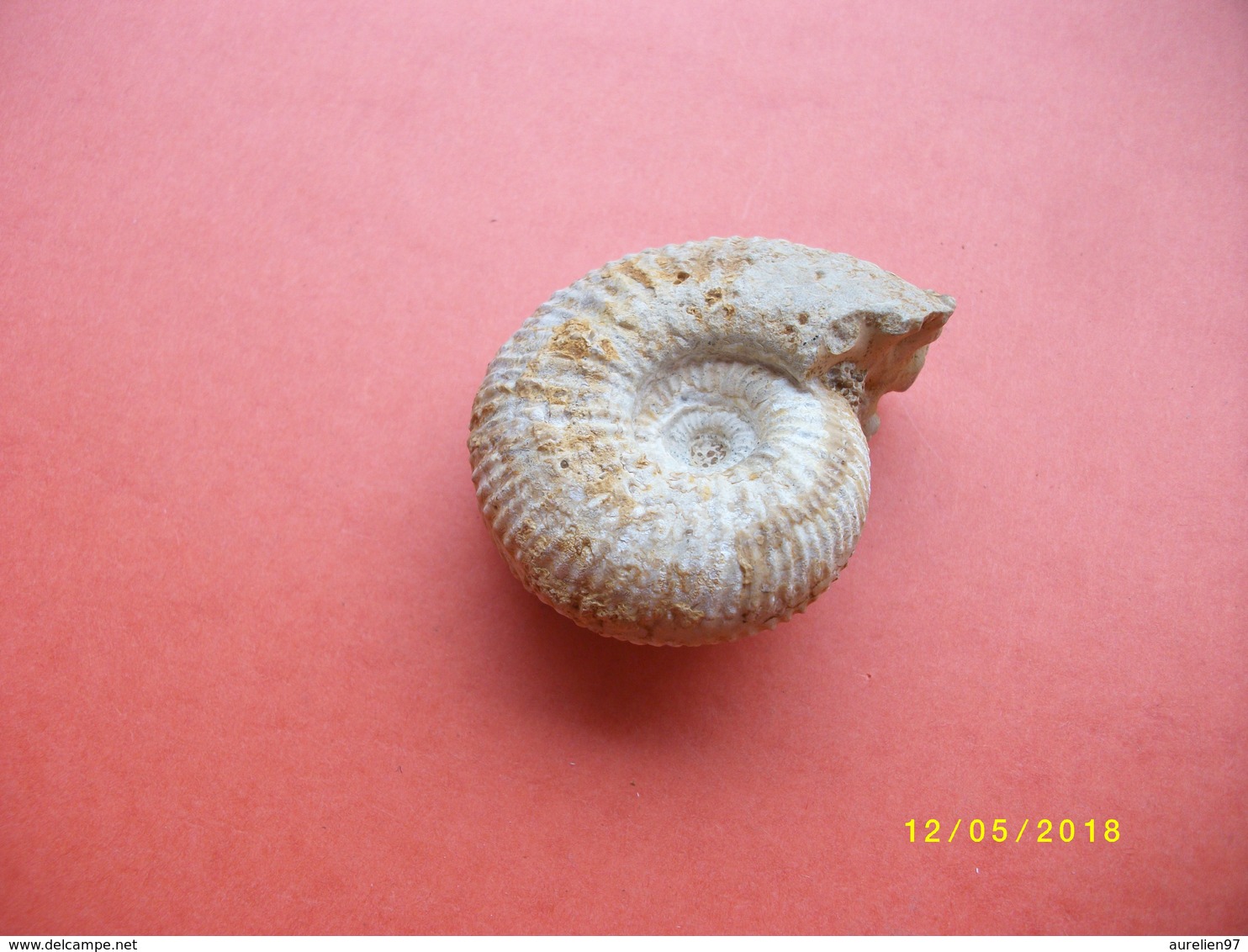 Petite Ammonite Longueur 5,5 Largeur 4,5cms - Fossiles