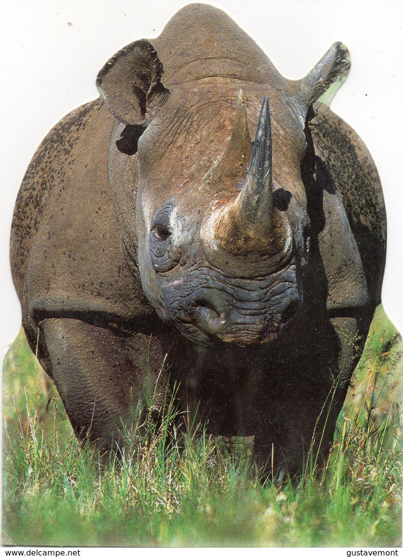 CPM Rhinoceros De Face (corps Découpé) - Rhinocéros