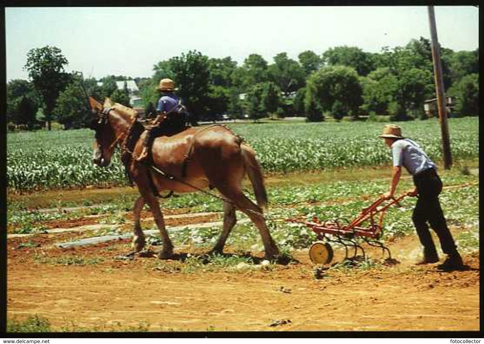 Amish Country : Amish Seasons Le Labour - Lancaster