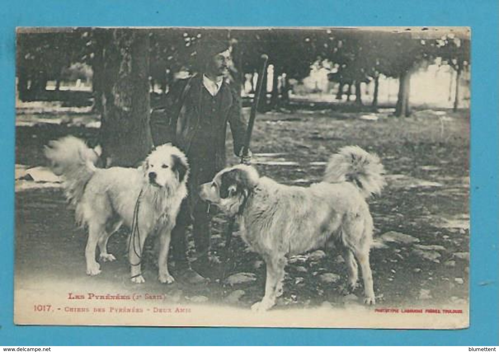 CPA LABOUCHE 1017 - Chiens Des Pyrénées 65 - Otros & Sin Clasificación