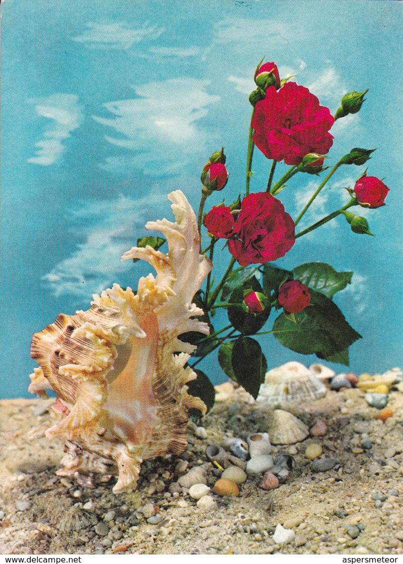 CARACOL MARINO SHELLS ROSES ROSAS. EDICOLOR. CIRCA 1970's.-BLEUP - Bloemen