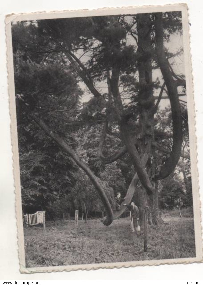 38339  - Waudrez- Binche  Petit Séminaire -  Coin  Du  Parc - Binche