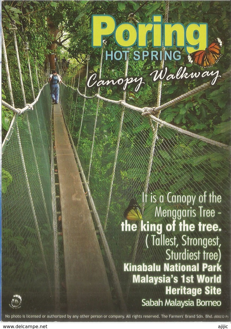 The Canopy Walk At Poring Hot Springs, Sabah, Carte Postale Neuve, Non Circulée - Malaysia