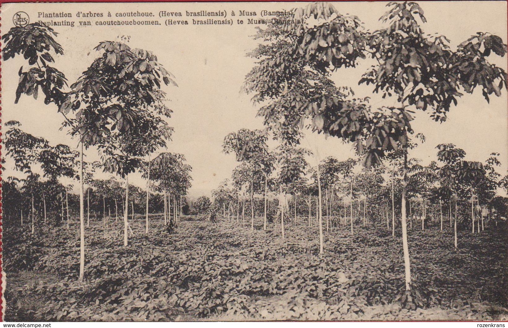 Belgisch Congo Belge Plantation D'arbres à Caoutchouc Rubber Plantage à Musa (Bangala) Rubberplantage - Congo Belge