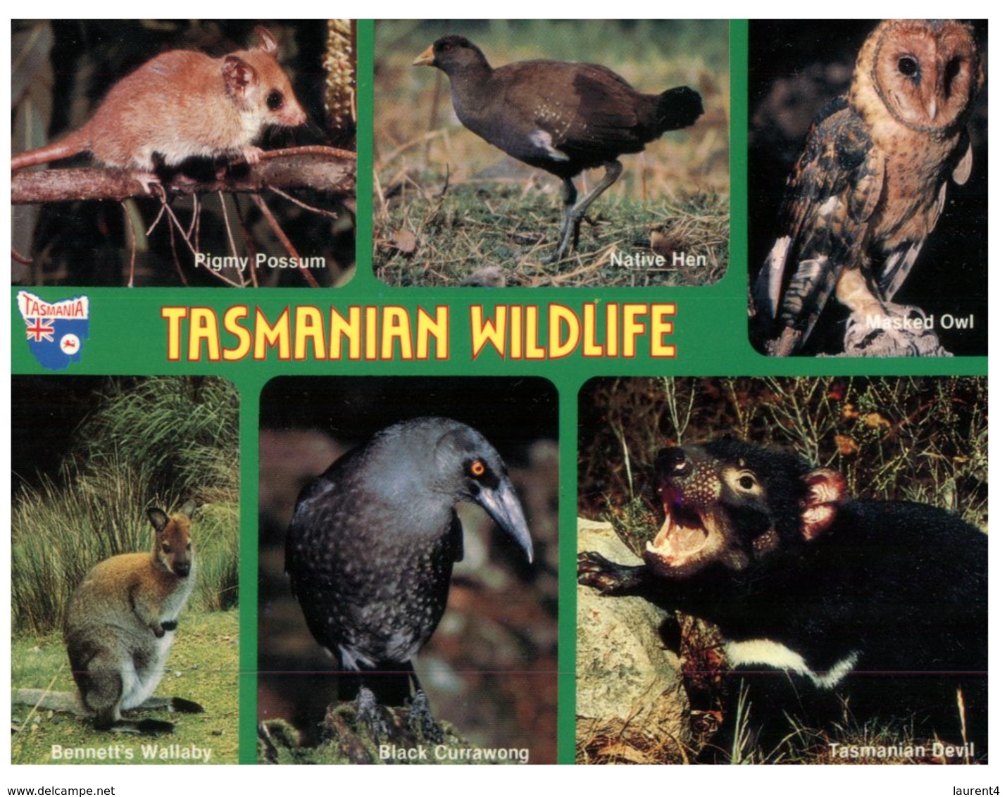 (60) Australia -  (with Stamp At Back Of Card) TAS - Wildlife (owl - Tiger Cat Etc) - Wilderness