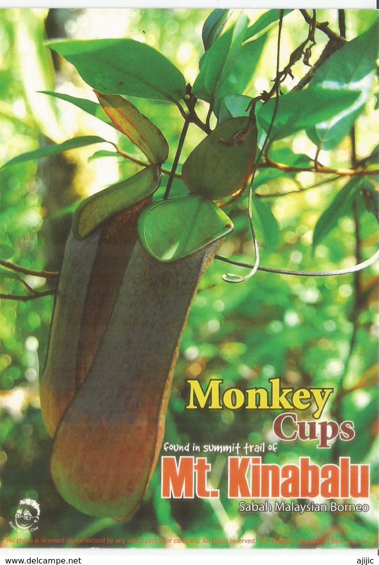 Plantes Carnivores  "Monkey Cups"  (Borneo)  Carte Postale Neuve Non Circulée - Giftige Planten