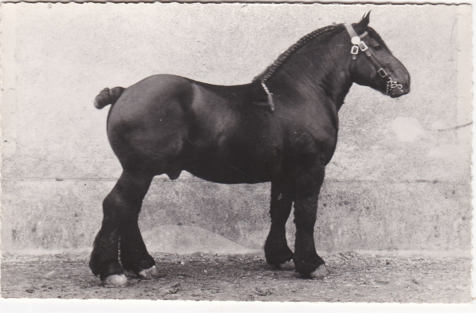 LYS HIVER Etalon Cheval Prix Honneur A Nevers 1954 - Autres & Non Classés