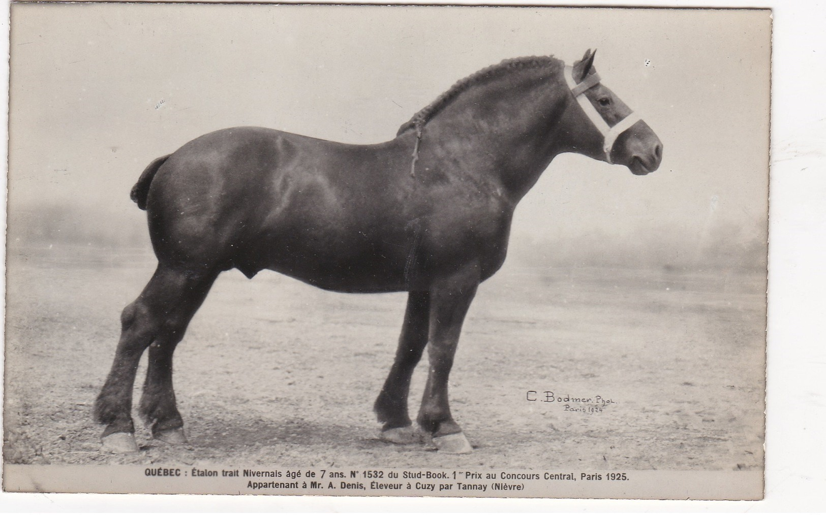 CUZY  QUEBEC Etalon Cheval Prix Honneur A PARIS 1925 - Autres & Non Classés