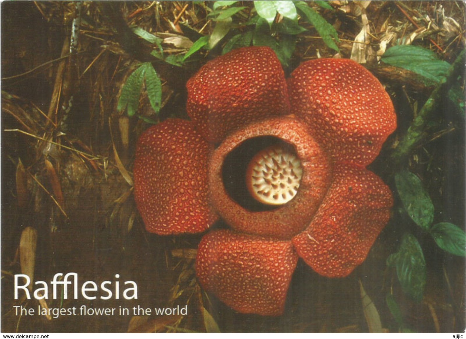 Rafflesia (Borneo)   La Fleur La Plus Grande Du Monde Végétal (un Mètre De Diamètre Et Jusqu'à 10 Kg) - Giftige Planten