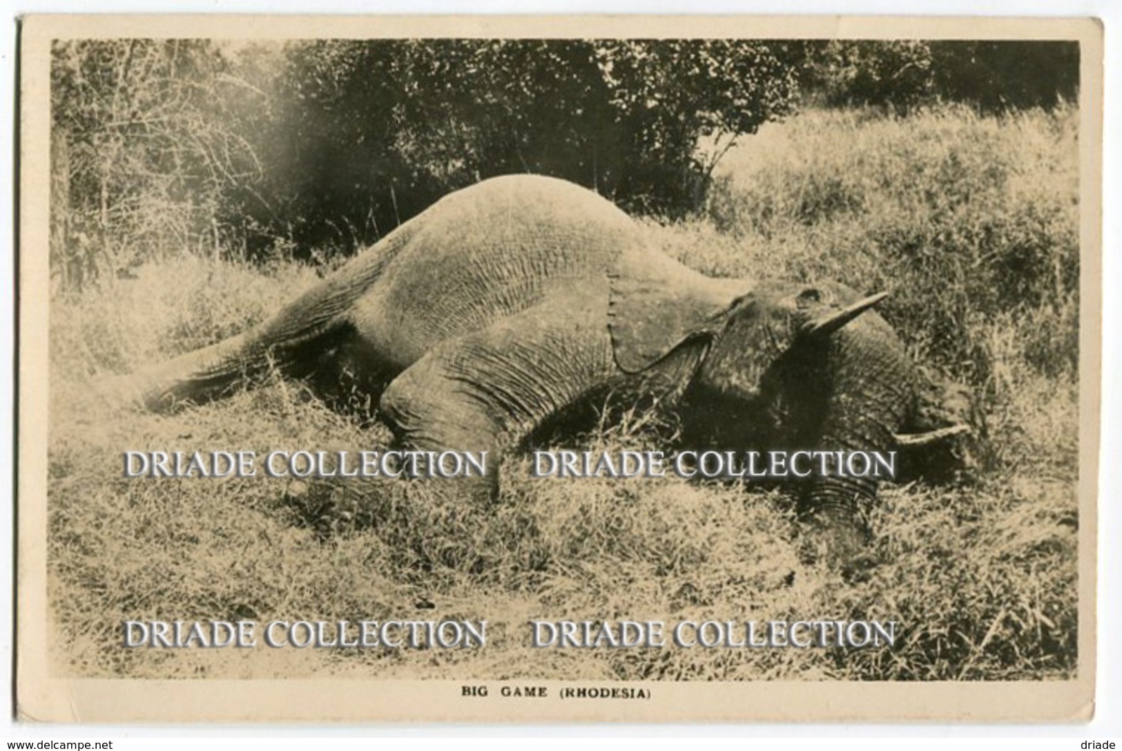 CARTOLINA BIG GAME RHODESIA ZIMBABWE VIAGGIATA ANNO 1927 - Simbabwe