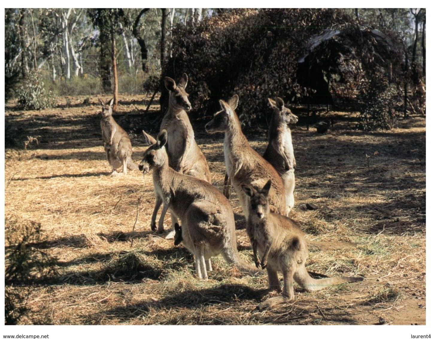 (PF 975) Australia - Group Of Kangaroo - Outback