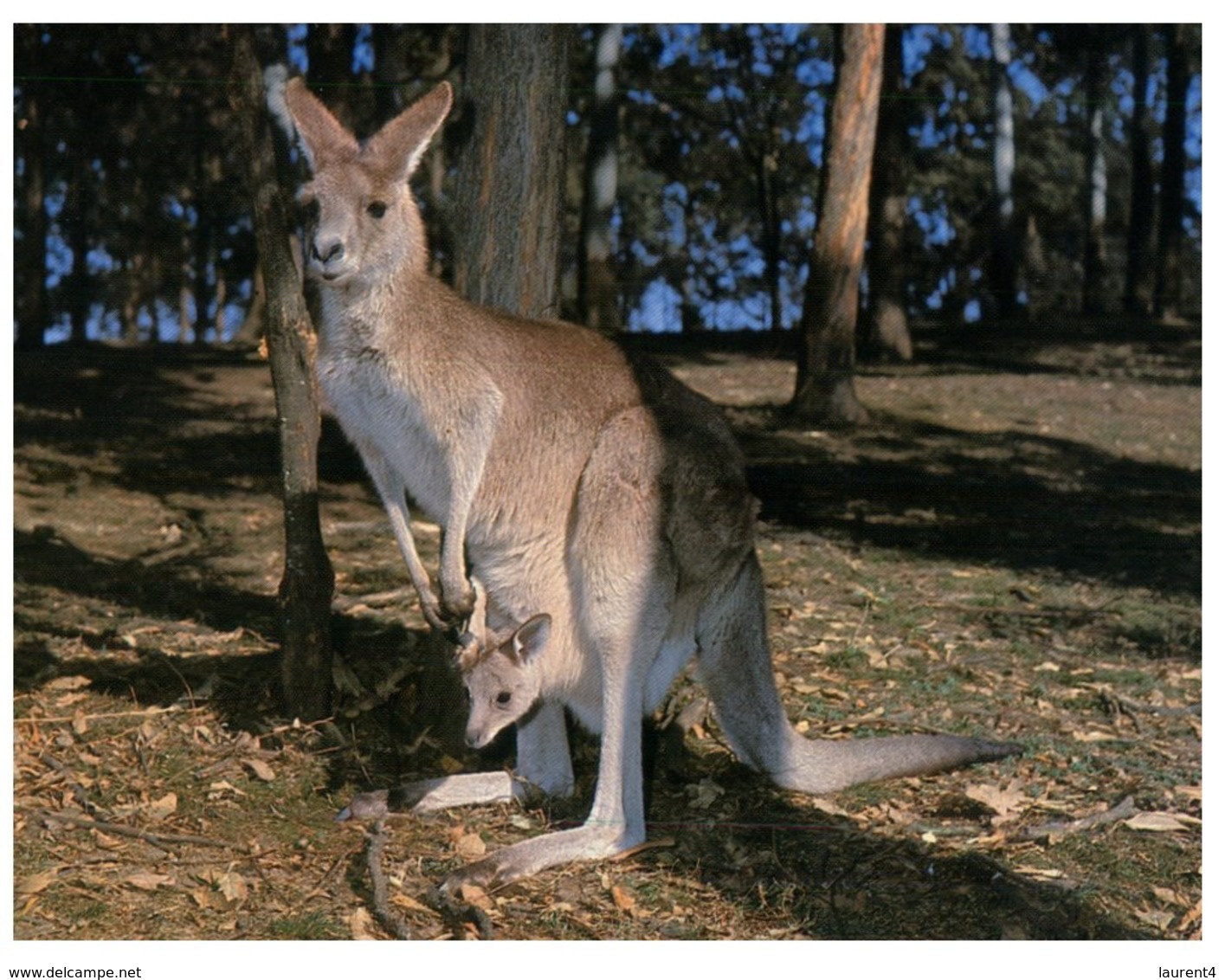 (PF 975) Australia - Kangaroo Mother And Joey (baby) - Outback