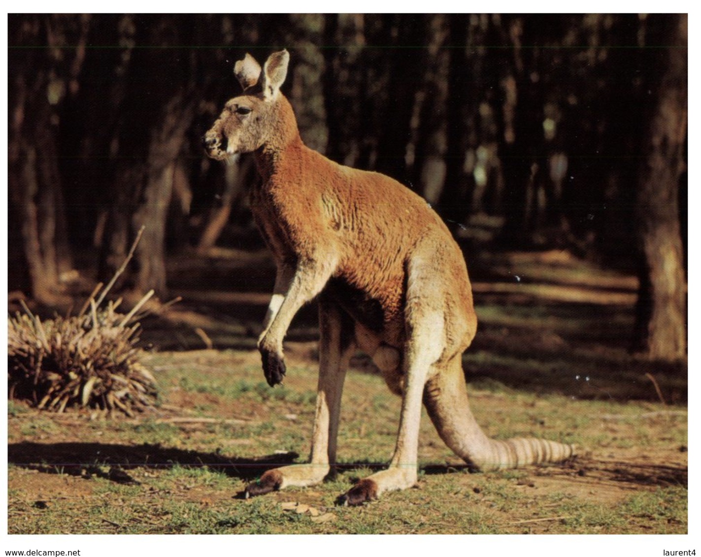 (PF 975) Australia - Male Red Kangaroo - Outback