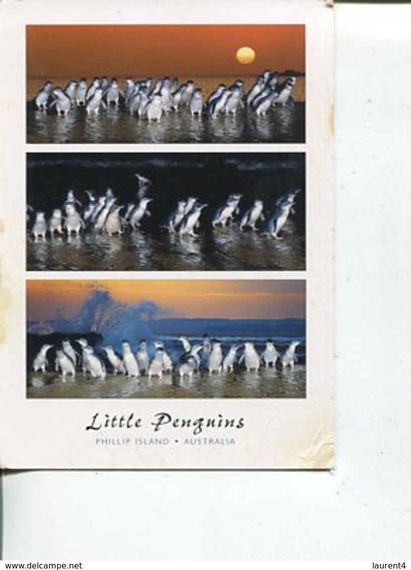 (10) Australia (with Stamp At Back Of Card) - VIC - Philip Island Little Penguins - Mornington Peninsula